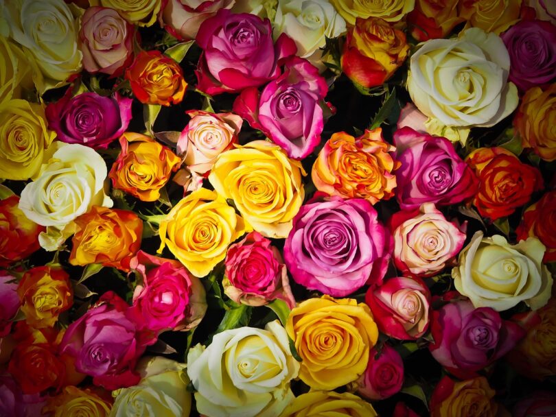 Roses - Language of Flowers