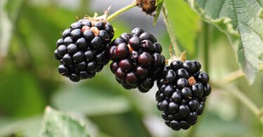 Blackberries are good source of vitamin C.