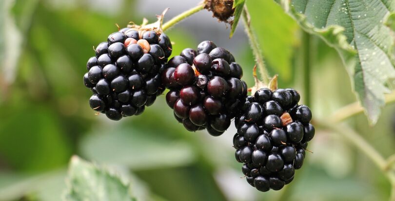 Blackberries are good source of vitamin C.